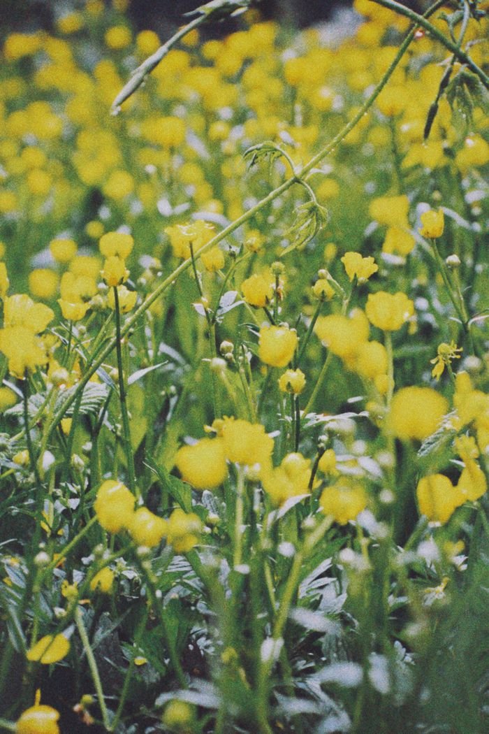 Bright yellow buttercups flourishing in a meadow in Talgar, Kazakhstan, showcasing nature's beauty.
