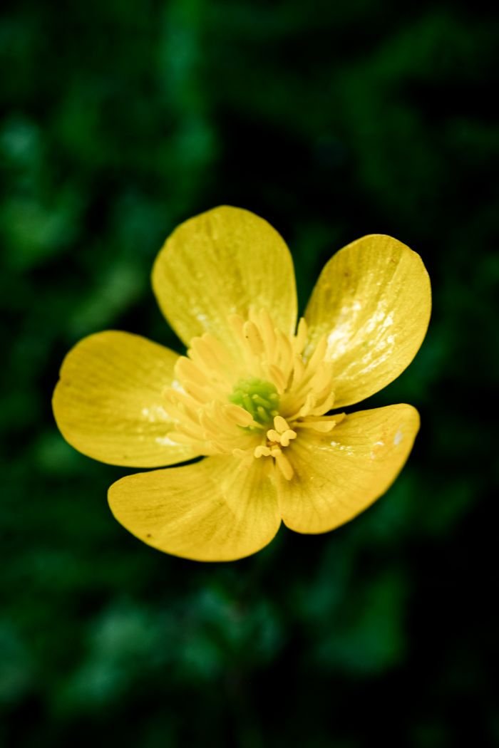 Stunning macro shot of a yellow buttercup flower with a blurred green background.